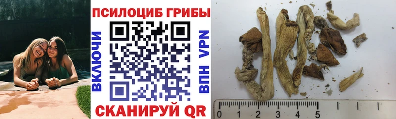 хочу наркоту  Вышний Волочёк  Псилоцибиновые грибы Magic Shrooms 